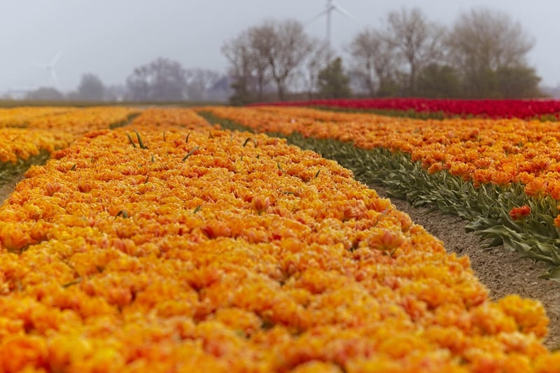 Netherlands Tulips